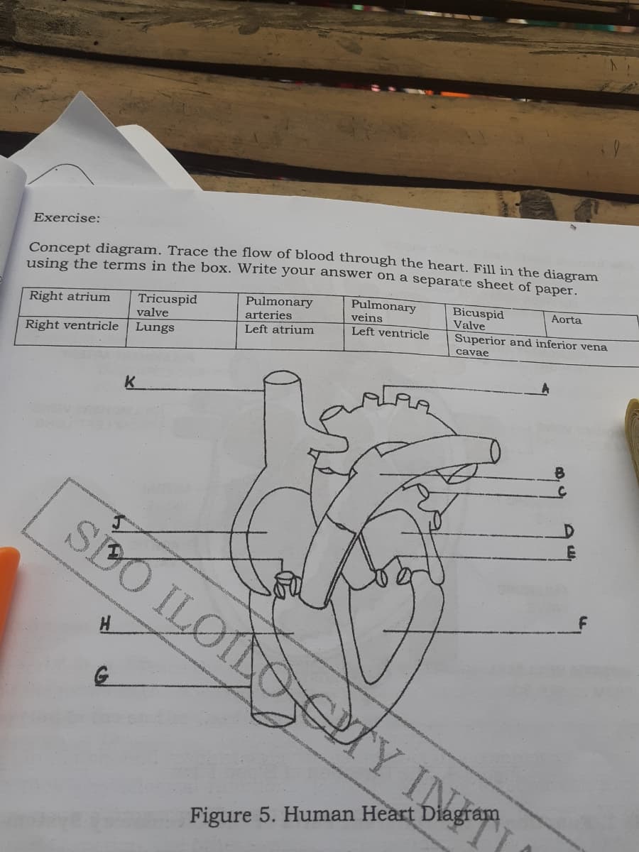 Exercise:
Concept diagram. Trace the flow of blood through the heart. Fill in the diagram
using the terms in the box. Write your answer on a separate sheet of paper.
Tricuspid
valve
Lungs
Pulmonary
arteries
Pulmonary
veins
Left ventricle
Bicuspid
Valve
Aorta
Right atrium
Left atrium
Superior and inferior vena
Right ventricle
cavae
K.
sBO ILOILO CUY IN
Figure 5. Human Heart Diagram
