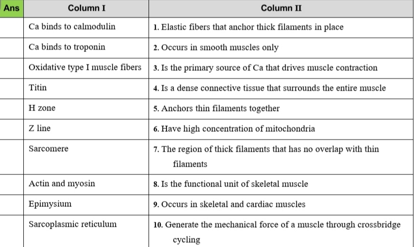Ans
Column I
Column II
Ca binds to calmodulin
1. Elastic fibers that anchor thick filanments in place
Ca binds to troponin
2. Occurs in smooth muscles only
Oxidative type I muscle fibers
3. Is the primary source of Ca that drives muscle contraction
Titin
4. Is a dense connective tissue that surrounds the entire muscle
H zone
5. Anchors thin filaments together
Z line
6. Have high concentration of mitochondria
Sarcomere
7. The region of thick filaments that has no overlap with thin
filaments
Actin and myosin
8. Is the functional unit of skeletal muscle
Epimysium
9. Occurs in skeletal and cardiac muscles
Sarcoplasmic reticulum
10. Generate the mechanical force of a muscle through crossbridge
cycling
