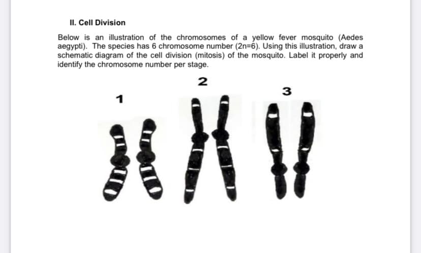 II. Cell Division
Below is an illustration of the chromosomes of a yellow fever mosquito (Aedes
aegypti). The species has 6 chromosome number (2n=6). Using this illustration, draw a
schematic diagram of the cell division (mitosis) of the mosquito. Label it properly and
identify the chromosome number per stage.
2
3

