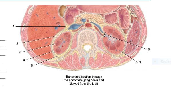 2
3
Rectar
Transverse section through
the abdomen (lying down and
viewed from the feet)
