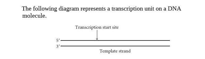 The following diagram represents a transcription unit on a DNA
molecule.
Transcription start site
5'
3'
Template strand
