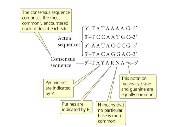 The consensus sequence
comprises the most
commonly encountered
nucleotides at each site.
(5'-T ATAAAA G-3'
5'-T CCAATG C-3'
sequences 5'-A ATAGCCG-3'
5'-T ACAGGAC-3'
-5'-T AYARNA %-3'
Actual
Consensus
sequence
This notation
Pyrimidines
are indicated
means cytosine
and guanine are
equally common.
by Y.
Purines are
indicated by R.
N means that
no particular
base is more
common.

