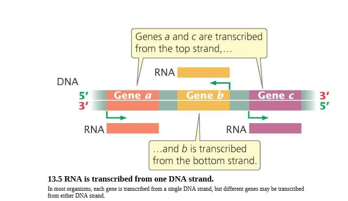Genes a and c are transcribed
from the top strand,...
RNA
DNA
5'
3'
Gene a
Gene b
Gene c
3'
5'
RNA
RNA
..and b is transcribed
from the bottom strand.
13.5 RNA is transcribed from one DNA strand.
In most organisms, each gene is transcribed from a single DNA strand, but different genes may be transcribed
from either DNA strand.

