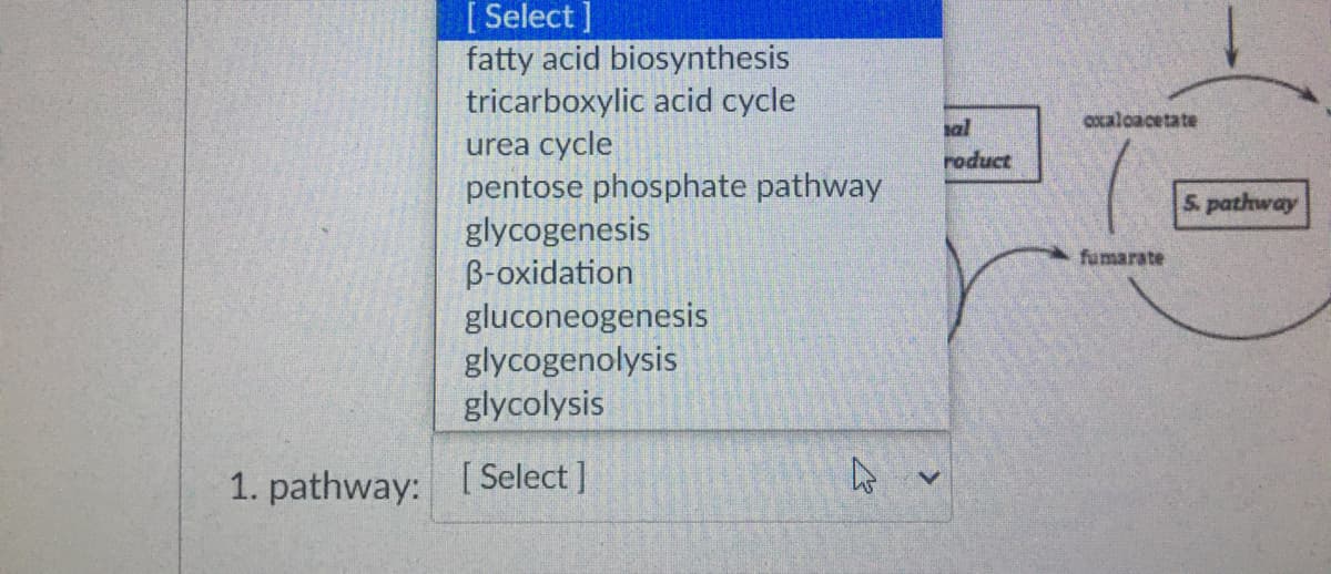 [ Select ]
fatty acid biosynthesis
tricarboxylic acid cycle
sal
axaloacetate
urea cycle
pentose phosphate pathway
glycogenesis
B-oxidation
gluconeogenesis
glycogenolysis
glycolysis
roduct
S. pathway
fumarate
1. pathway: [ Select ]
