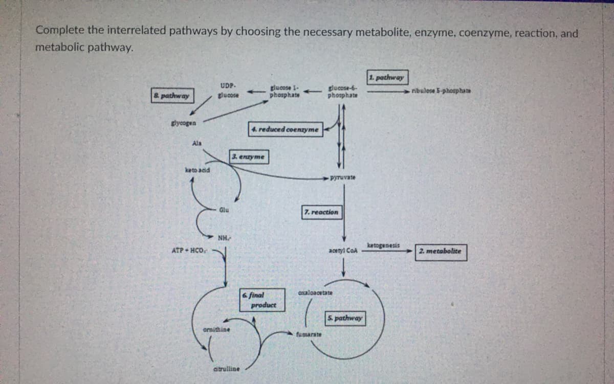Complete the interrelated pathways by choosing the necessary metabolite, enzyme, coenzyme, reaction, and
metabolic pathway.
1. pathway
UDP.
& pathway
glucose 1-
phosphate
glucose-6-
phosphate
ribulose 5-phosphate
glucose
giycogen
4. reduced coenzyme
Ala
3. enzyme
keto acid
-pyruvate
Glu
7. reaction
NH.
ATP + HCO
ketogenesis
acetyl CoA
2. metabolite
6 final
Cocaloacetate
product
5. pathway
ornithine
fumarate
citrulline
