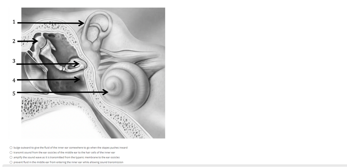 1
4
O bulge outward to give the fluid of the inner ear somewhere to go when the stapes pushes inward
O transmit sound from the ear ossicles of the middle ear to the hair cells of the inner ear
O amplify the sound wave as it is transmitted from the typanic membrane to the ear ossicles
O prevent fluid in the middle ear from entering the inner ear while allowing sound transmission
3.
