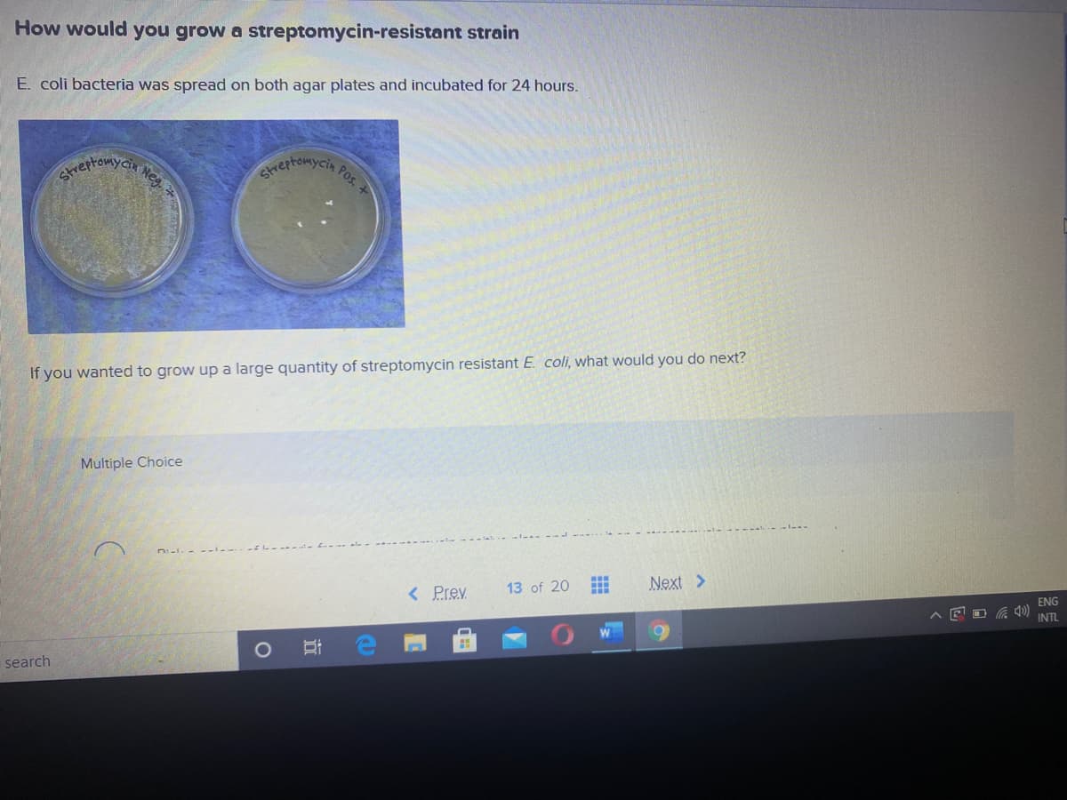 How would you grow a streptomycin-resistant strain
E. coli bacteria was spread on both agar plates and incubated for 24 hours.
Neg.
reptomycia Po.
If you wanted to grow up a large quantity of streptomycin resistant E. coli, what would you do next?
Multiple Choice
n:-. -
Next >
13 of 20
ENG
< Prev
E O A 4)
INTL
search
