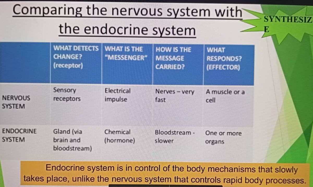Comparing the nervous system with
the endocrine system
WHAT DETECTS WHAT IS THE
HOW IS THE
CHANGE?
"MESSENGER"
MESSAGE
WHAT
RESPONDS?
(EFFECTOR)
(receptor)
CARRIED?
Sensory
Electrical
Nerves-very
A muscle or a
NERVOUS
receptors
impulse
fast
cell
SYSTEM
ENDOCRINE
Gland (via
Chemical
Bloodstream -
One or more
SYSTEM
brain and
(hormone)
slower
organs
bloodstream)
Endocrine system is in control of the body mechanisms that slowly
takes place, unlike the nervous system that controls rapid body processes.
SYNTHESIZ
