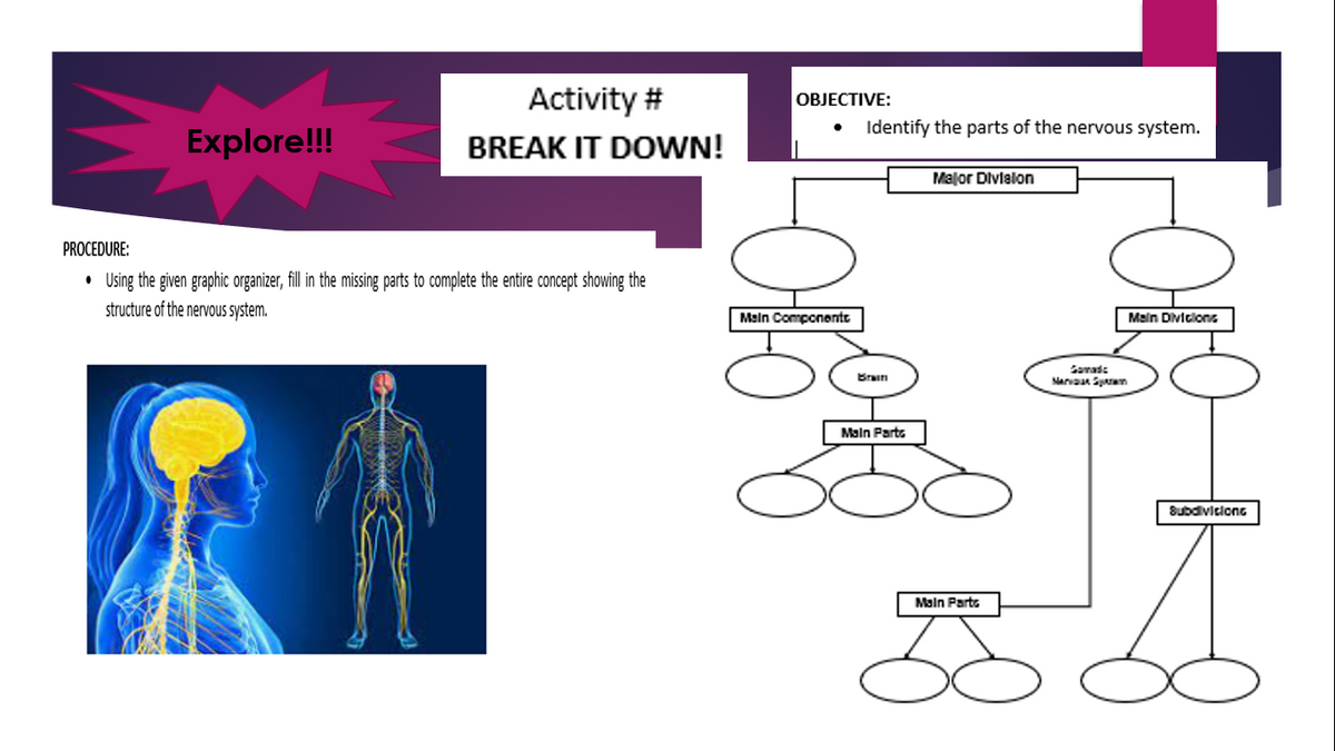 Activity #
BREAK IT DOWN!
Explore!!!
PROCEDURE:
·
Using the given graphic organizer, fill in the missing parts to complete the entire concept showing the
structure of the nervous system.
OBJECTIVE:
에어
Main Componentt
Identify the parts of the nervous system.
Major Division
Main Divisions
pag
Brain
Main Parts
Main Parts
Somadc
Narva S
Subdivisions
I