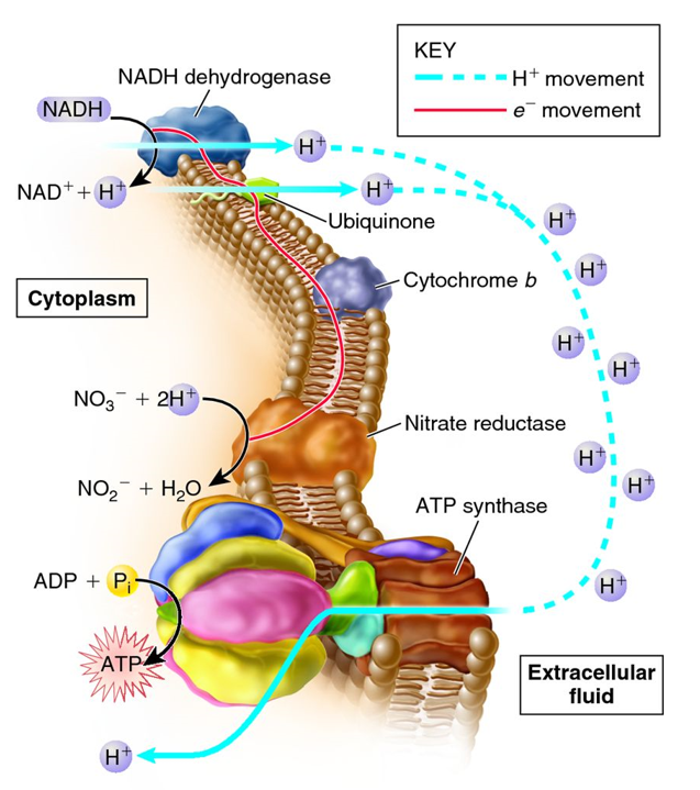 KEY
NADH dehydrogenase
H+ movement
NADH.
e movement
H+
NAD*+ H*
H+
Ubiquinone
-Cytochrome b
Cytoplasm
NO3- + 2H+
- Nitrate reductase
NO, + H,0
H+
ATP synthase
ADP + P;-
H+
ATP
Extracellular
fluid
