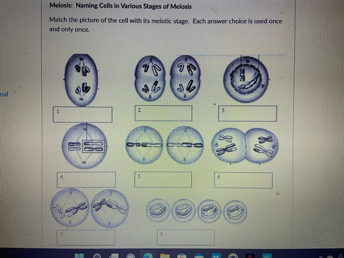 Meiosis: Naming Cells in Various Stages of Meiosis
Match the picture of the cell with its meiotic stage. Each answer choice is used once
and only once.
nal
1.
2.
3.
6.
7.
8.
