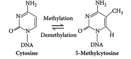 ŅH2
CH3
NH2
N-
Methylation
`N
Demethylation
DŇA
DŇA
Cytosine
5-Methylcytosine
