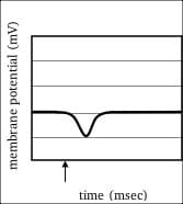 time (msec)
membrane potential (mV)
