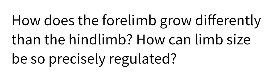 How does the forelimb grow differently
than the hindlimb? How can limb size
be so precisely regulated?

