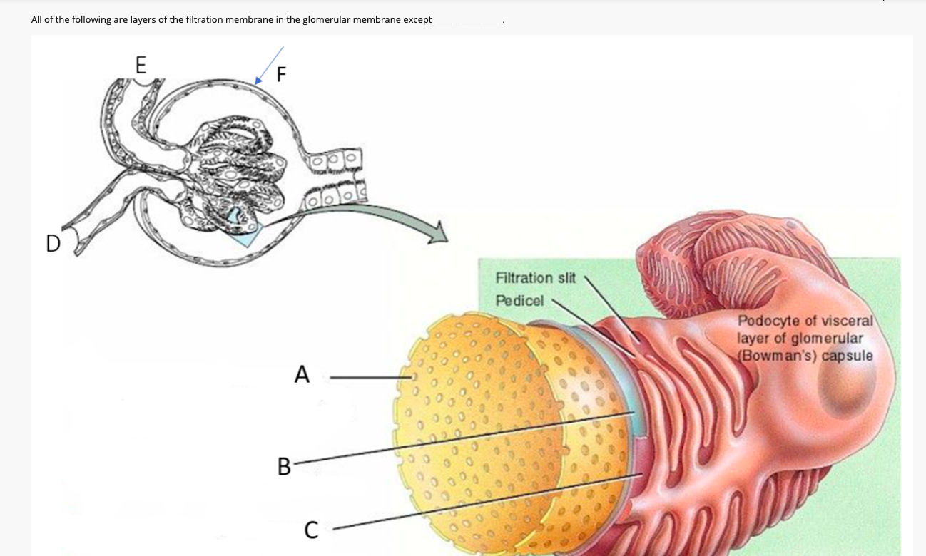 All of the following are layers of the filtration membra
E
