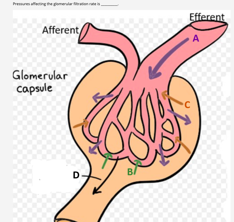 Pressures affecting the glomerular filtration rate is
Efferent
Afferent
A
Glomerular
capsule
C
B/
D
