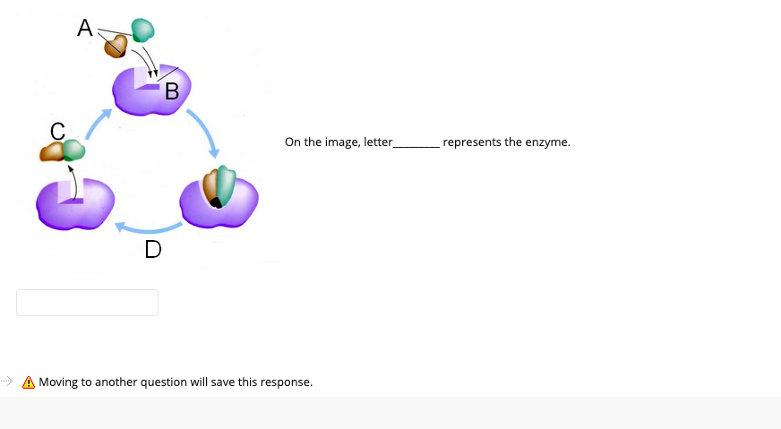 A
В
C
On the image, letter
represents the enzyme.
D
