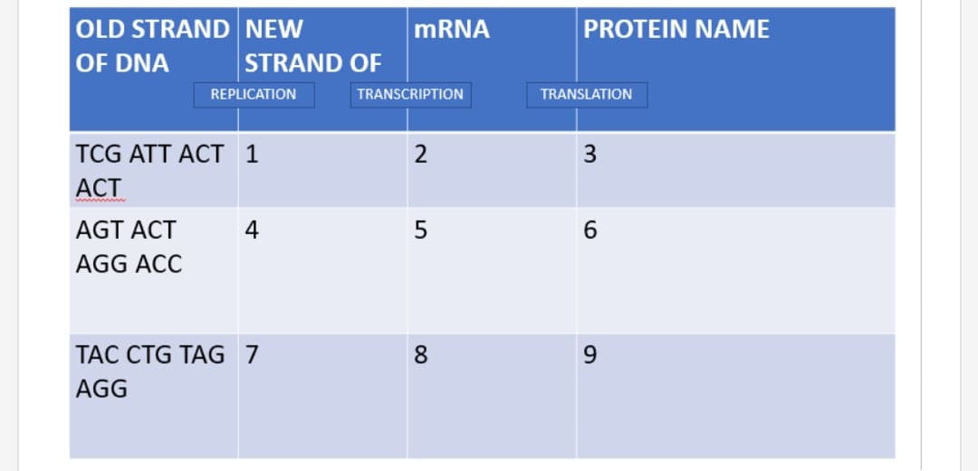 OLD STRAND NEW
OF DNA
REPLICATION
TCG ATT ACT 1
ACT
AGT ACT
4
AGG ACC
TAC CTG TAG 7
AGG
STRAND OF
mRNA
TRANSCRIPTION
2
LO
5
8
PROTEIN NAME
TRANSLATION
3
6
9