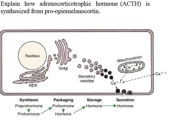 Explain how adrenocorticotrophic hormone (ACTH) is
synthesized from pro-opiomelanocortin.
Nucleus
Mitochondrion
Golgi
Cat
Secretory
vesicles
Ca++
RER
Synthesis
Packaging
Prohormone
Storage
Hormone
Secretion
Preprohormone
Hormone
Prohormone
Hormone
