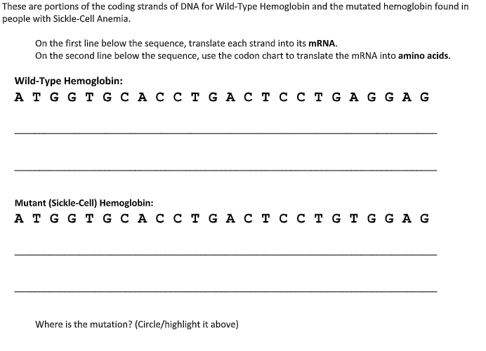 These are portions of the coding strands of DNA for Wild-Type Hemoglobin and the mutated hemoglobin found in
people with Sickle-Cell Anemia.
On the first line below the sequence, translate each strand into its MRNA.
On the second line below the sequence, use the codon chart to translate the mRNA into amino acids.
Wild-Type Hemoglobin:
A T GG T G C AC C T G A C T C C T G A G GA G
Mutant (Sickle-CelI) Hemoglobin:
A T GG T G C AC C T G A C T C C T GT G G A G
Where is the mutation? (Circle/highlight it above)
