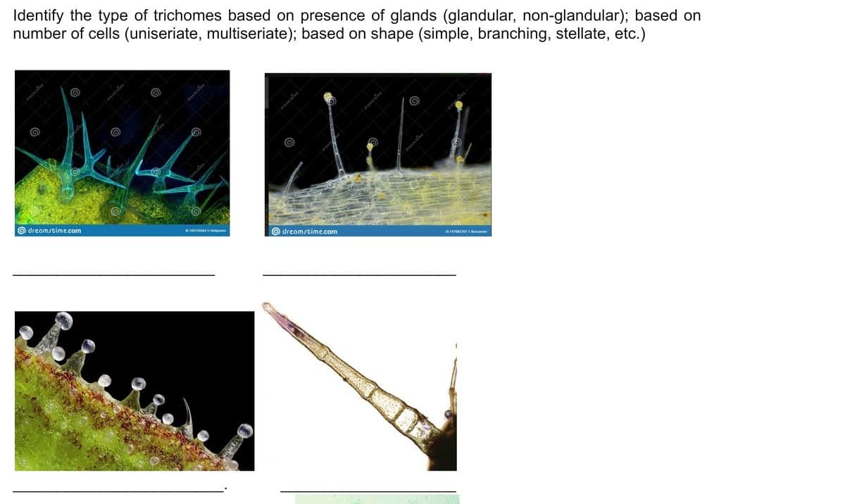 Identify the type of trichomes based on presence of glands (glandular, non-glandular); based on
number of cells (uniseriate, multiseriate); based on shape (simple, branching, stellate, etc.)
dreom time
O dreamstime.com
ID 183155504 G Heitipaves
O dreamstime.com
ID 147082297 C Buccaneer
dreomtime
dreomstime
