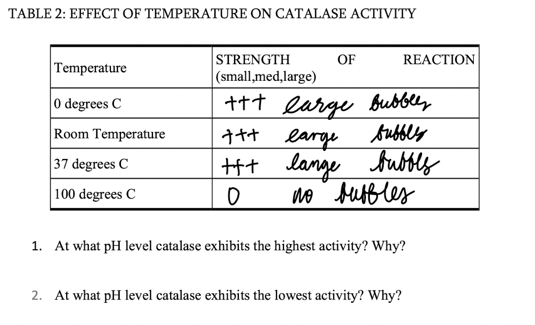 TABLE 2: EFFECT OF TEMPERATURE ON CATALASE ACTIVITY
STRENGTH
OF
REACTION
Temperature
|(small,med,large)
++t large bubbley
earge
tHt lange bubbly
no buffles
0 degrees C
Room Temperature
bubbly
37 degrees C
100 degrees C
1. At what pH level catalase exhibits the highest activity? Why?
2. At what pH level catalase exhibits the lowest activity? Why?
