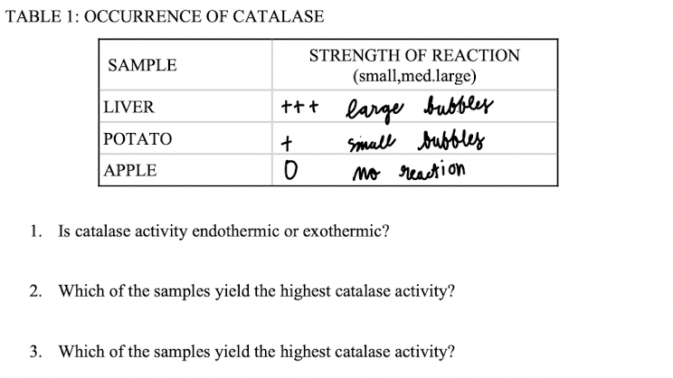 TABLE 1: OCCURRENCE OF CATALASE
STRENGTH OF REACTION
SAMPLE
(small,med.large)
large bubbley
Small bubbley
mo reastion
LIVER
+++
РОТАТО
APPLE
1. Is catalase activity endothermic or exothermic?
2. Which of the samples yield the highest catalase activity?
3. Which of the samples yield the highest catalase activity?
