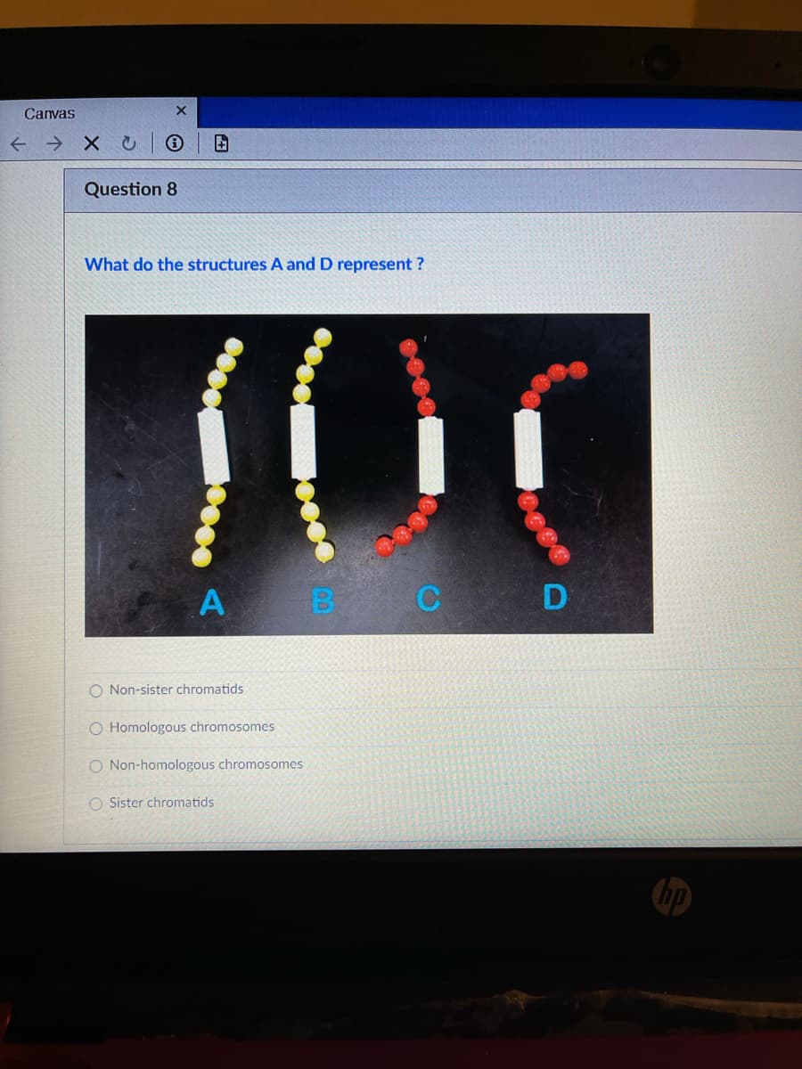 Canvas
Question 8
What do the structures A and D represent ?
O Non-sister chromatids
O Homologous chromosomes
O Non-homologous chromosomes
O Sister chromatids
bp
