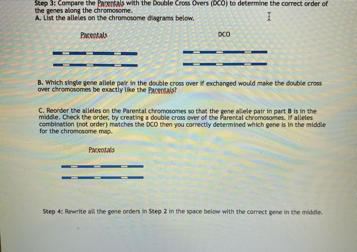 Step 3: Compare the Parentals with the Double Cross Overs (DCO) to determine the correct order of
the genes along the chromosome.
A. List the alleles on the chromosome diagrams below.
Parentals
DCO
B. Which single gene allele pair in the double cross over if exchanged would make the double cross
over chromosomes be exactly like the Parentals?
C. Reorder the alleles on the Parental chromosomes so that the gene allele pair in part B is in the
middle. Check the order, by creating a double cross over of the Parental chromosomes. If alleles
combination (not order) matches the DCO then you correctly determined which gene is in the middle
for the chromosome map.
Parentals
Step 4: Rewrite all the gene orders in Step 2 in the space below with the correct gene in the middle.
