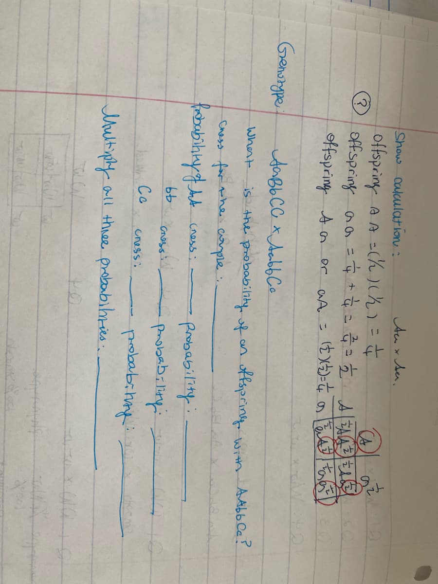 Au x sa,
Show calculat ion:
offspcing
offspring aa =$+ AEA
offspring A n
a A =(h)chi=
or
Genonype
is the probabilikyfan otfsprin wrth Atbb Ca ?
capre .
Whent
Chess for the
probability:.
pmobabiling
rbubihky cness:
Cnoss
Co
Cress:
Multyphy all three probabihries.
to
