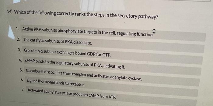 14) Which of the following correctly ranks the steps in the secretory pathway?
1. Active PKA subunits phosphorylate targets in the cell, regulating function.
2. The catalytic subunits of PKA dissociate.
3. Gprotein a subunit exchanges bound GDP for GTP.
4. CAMP binds to the regulatory subunits of PKA, activating it.
5. Ga subunit dissociates from complex and activates adenylate cyclase.
6. Ligand (hormone) binds to receptor.
7. Activated adenylate cyclase produces CAMP from ATP.
