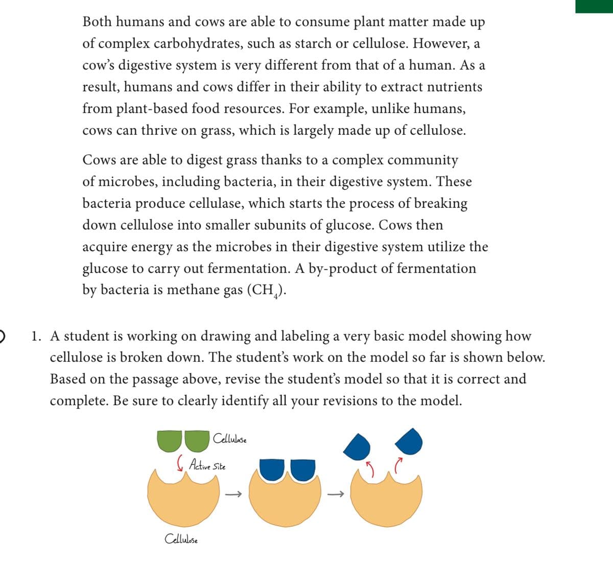 Both humans and cows are able to consume plant matter made up
of complex carbohydrates, such as starch or cellulose. However, a
cow's digestive system is very different from that of a human. As a
result, humans and cows differ in their ability to extract nutrients
from plant-based food resources. For example, unlike humans,
cows can thrive on grass, which is largely made up of cellulose.
Cows are able to digest grass thanks to a complex community
of microbes, including bacteria, in their digestive system. These
bacteria produce cellulase, which starts the process of breaking
down cellulose into smaller subunits of glucose. Cows then
acquire energy as the microbes in their digestive system utilize the
glucose to carry out fermentation. A by-product of fermentation
by bacteria is methane gas (CH,).
1. A student is working on drawing and labeling a very basic model showing how
cellulose is broken down. The student's work on the model so far is shown below.
Based on the passage above, revise the student's model so that it is correct and
complete. Be sure to clearly identify all your revisions to the model.
Cellulase
( Active Site
Cellulose
