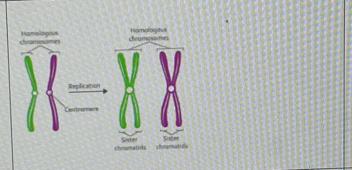 Homalogovs
chrismosoncs
HOnelagaus
chromosomes
X-XX
Replication
CentrornerE
Sister
chaamatids
spnewop
