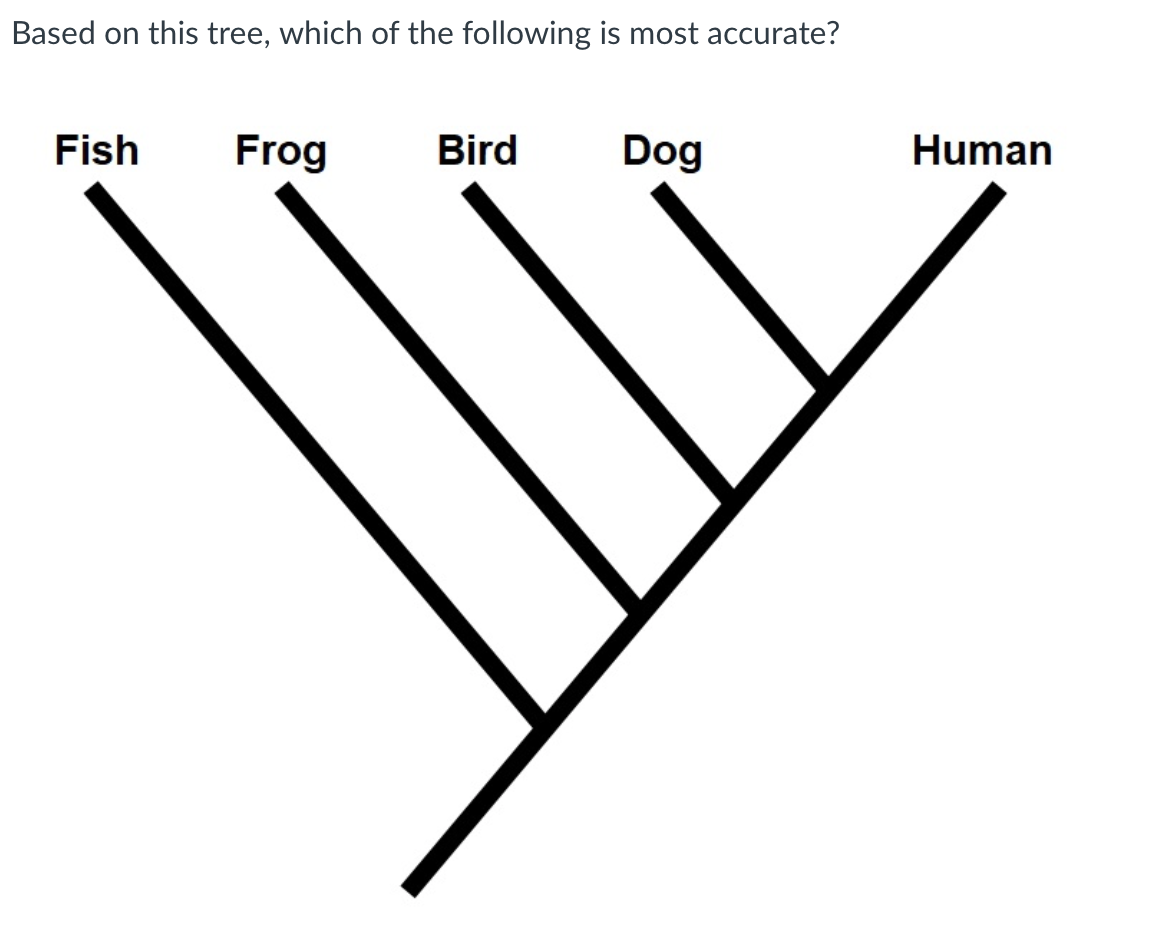 Based on this tree, which of the following is most accurate?
Fish
Frog
Bird
Dog
Human
