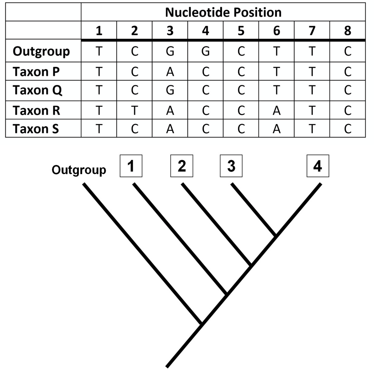 Nucleotide Position
| 8
2 3
C G G C
1
4
5
6
7
Outgroup
T
T
C
Таxon P
C
А
C
C
T
C
Тахon Q
C
C
C
C
Таxon R
A
C
C
А
C
Таxon S
C
А
C
A
T
C
Outgroup
1
3
4
