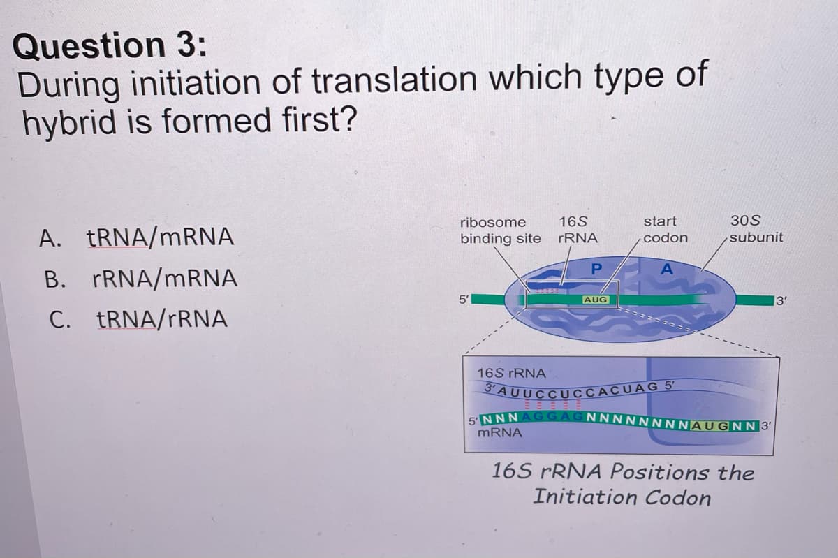 Question 3:
During initiation of translation which type of
hybrid is formed first?
ribosome
16S
start
30S
A. TRNA/MRNA
binding site
FRNA
codon
subunit
B. FRNA/MRNA
5'
AUG
13'
C. TRNA/FRNA
16S rRNA
3'AUUCCUCCACUAG 5'
E:NNNAG GAGNNNNNNNNAUGNN 3'
MRNA
16S rRNA Positions the
Initiation Codon
