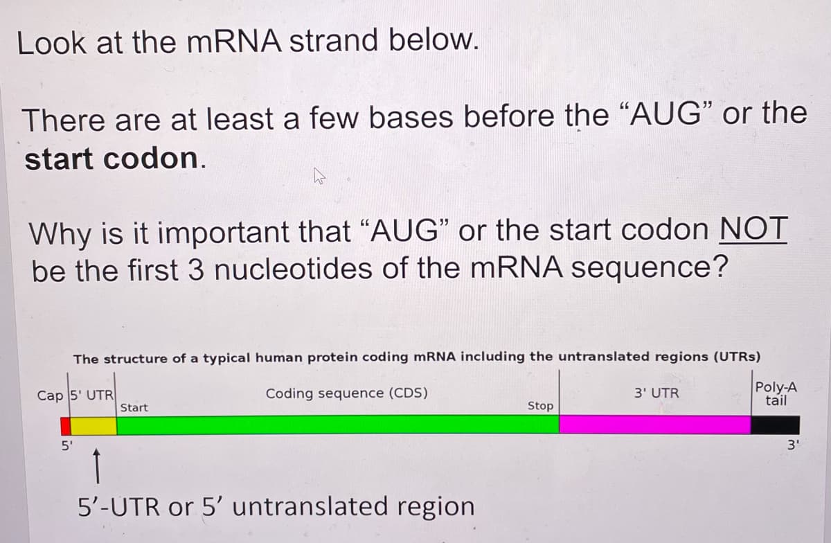 Look at the MRNA strand below.
There are at least a few bases before the "AUG" or the
start codon.
Why is it important that "AUG" or the start codon NOT
be the first 3 nucleotides of the mRNA sequence?
The structure of a typical human protein coding MRNA including the untranslated regions (UTRS)
Cap 5' UTR
Coding sequence (CDS)
3' UTR
Poly-A
tail
Start
Stop
5'
3'
1
5'-UTR or 5' untranslated region
