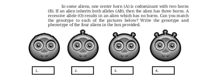 In some aliens, one center horn (A) is codominant with two horns
(B). If an alien inherits both alleles (AB), then the alien has three horns. A
recessive allele (O) results in an alien which has no horns. Can you match
the genotype to each of the pictures below? Write the genotype and
phenotype of the four aliens in the box provided.
1.
2.
3.
