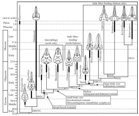 (not to scale)
Pleist.
Pliocene
Miocene
Oligocene
Eocene
1.8
5.3
Late
11.6
Middle
15.9
Early
23.0-
Late
0
28.0-
Early
Late
34.0-
▬▬▬▬▬
38.0-
Middle
Early
48.6
55.85
Hippopotamus
!
Georgiacetus!
E
Zygorhiza
Odontoceti,
ChMTM®
99(9)
100(35)
macrophagy
(teeth only)
Sana
Janjucetus*
Mammalodon
bulk filter-
feeding
(teeth/baleen)
Chonecetus
Actiocetus
Eomysticetus
57(2)
76(4)
(1)
broad-based rostrum
bulk filter-feeding (baleen only)
Diorocetus
Caperea
92(5)
Pelocetus
100(13)
Eubalaena:
63(4)-
small body size
foreshortened rostrum
fibrocartilaginous mandibular symphysis
94(8)
large body size
edentulous rostrum
baleen
elongated and flattened rostrum
Eschrichtius D
Balaenoptera
54(3)