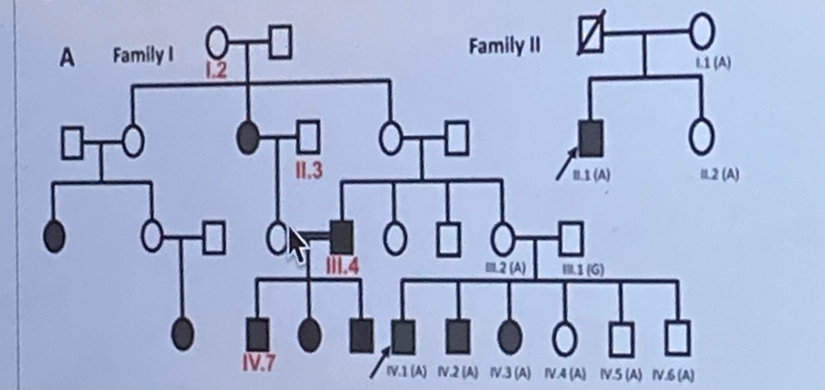 Family I OTO
1.2
Family II
L1 (A)
I1.3
L1 (A)
L2 (A)
2 (A)
URI (G)
IV.7
V.1 (A) N2A) N3(A) NA(A) NS (A) N6(A)

