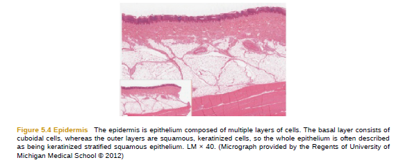 Figure 5.4 Epidermis The epidermis is epithelium composed of multiple layers of cells. The basal layer consists of
cuboidal cells, whereas the outer layers are squamous, keratinized cells, so the whole epithelium is often described
as being keratinized stratified squamous epithelium. LM x 40. (Micrograph provided by the Regents of University of
Michigan Medical School © 2012)
