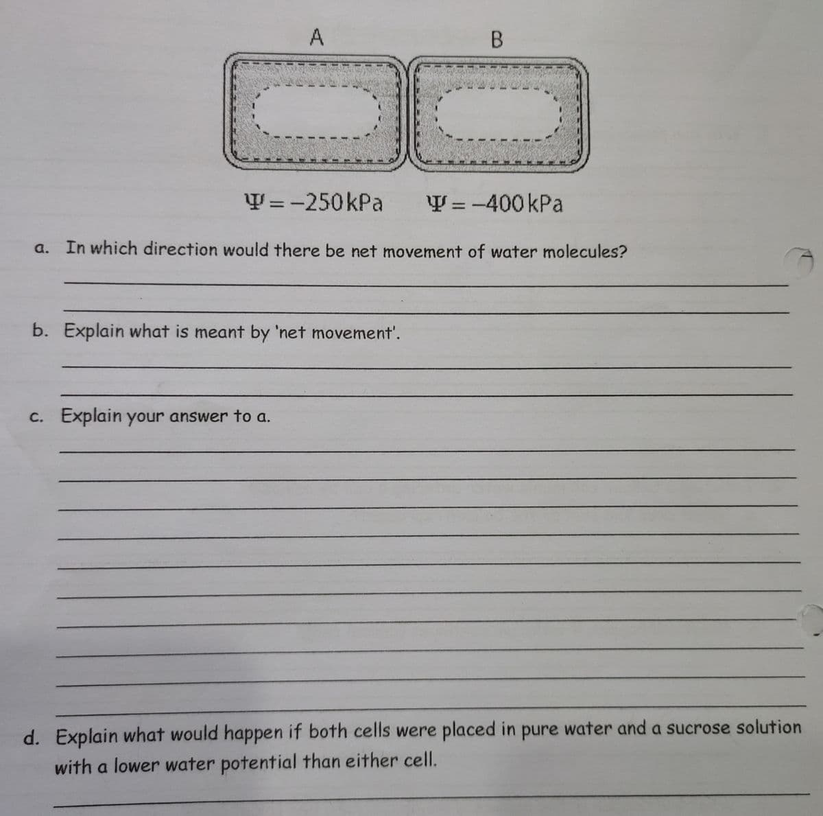 A
Y =-250kPa
Y = -400kPa
a. In which direction would there be net movement of water molecules?
b. Explain what is meant by 'net movement'.
C. Explain your answer to a.
d. Explain what would happen if both cells were placed in pure water and a sucrose solution
with a lower water potential than either cell.
