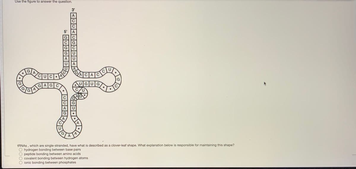Use the figure to answer the question.
3'
C
5'
A
C
GU
A
U
LA
CAC
GAG
GUG
A
tRNAs , which are single-stranded, have what is described as a clover-leaf shape. What explanation below is responsible for maintaining this shape?
hydrogen bonding between base pairs
peptide bonding between amino acids
covalent bonding between hydrogen atoms
ionic bonding between phosphates
