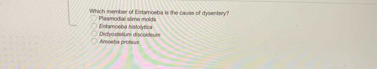Which member of Entamoeba is the cause of dysentery?
Plasmodial slime molds
Entamoeba histolytica
Dictyostelium discoideum
Amoeba proteus
