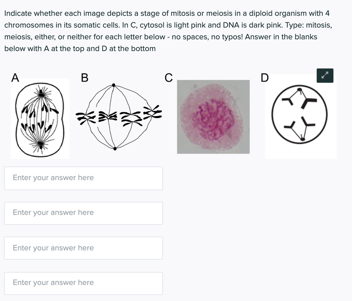 Indicate whether each image depicts a stage of mitosis or meiosis in a diploid organism with 4
chromosomes in its somatic cells. In C, cytosol is light pink and DNA is dark pink. Type: mitosis,
meiosis, either, or neither for each letter below - no spaces, no typos! Answer in the blanks
below with A at the top and D at the bottom
А
C
D
Enter your answer here
Enter your answer here
Enter your answer here
Enter your answer here
