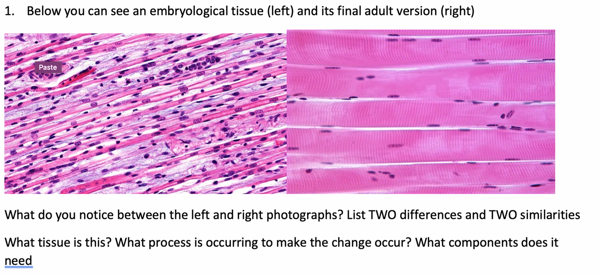 1. Below you can see an embryological tissue (left) and its final adult version (right)
Paste
What do you notice between the left and right photographs? List TWO differences and TWO similarities
What tissue is this? What process is occurring to make the change occur? What components does it
need
