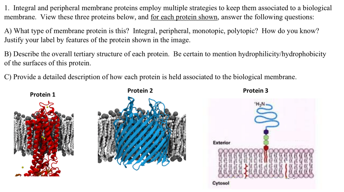 1. Integral and peripheral membrane proteins employ multiple strategies to keep them associated to a biological
membrane. View these three proteins below, and for each protein shown, answer the following questions:
A) What type of membrane protein is this? Integral, peripheral, monotopic, polytopic? How do you know?
Justify your label by features of the protein shown in the image.
B) Describe the overall tertiary structure of each protein. Be certain to mention hydrophilicity/hydrophobicity
of the surfaces of this protein.
C) Provide a detailed description of how each protein is held associated to the biological membrane.
Protein 2
Protein 3
Protein 1
"H,N.
Exterior
Cytosol
