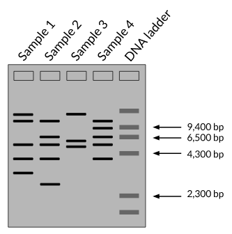 9,400 bp
6,500 bp
4,300 bp
2,300 bp
Sample 1
Sample 2
Sample 3
Sample 4
DNA ladder
IL ||
TILL
III||
| || |
| ||

