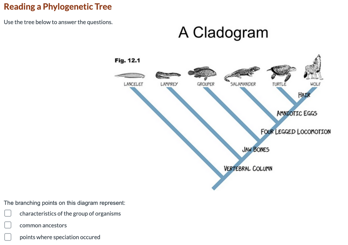 Reading a Phylogenetic Tree
Use the tree below to answer the questions.
A Cladogram
Fig. 12.1
LANCELET
LAMPREY
GROUPER
SALAMANDER
TURTLE
WOLF
HAIR
AMNIOTIC EGGS
FOUR LEGGED LOCOMOTION
JAW BONES
VERTEBRAL COLUMN
The branching points on this diagram represent:
characteristics of the group of organisms
common ancestors
points where speciation occured
