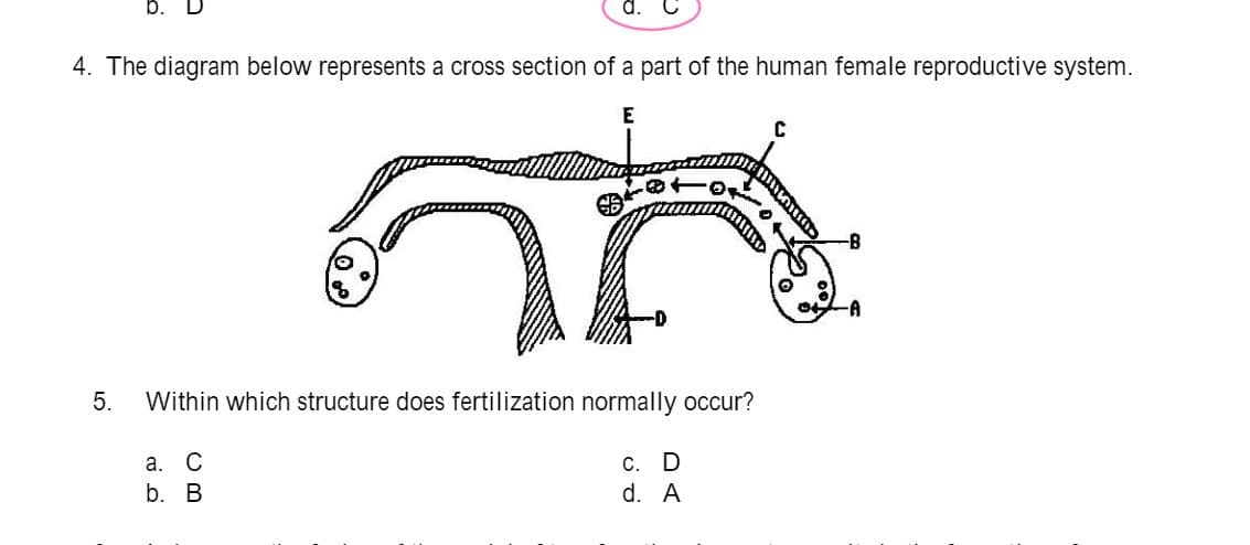 b.
d.
4. The diagram below represents a cross section of a part of the human female reproductive system.
E
--
--
Within which structure does fertilization normally occur?
а. С
b. B
С. D
d. A
5.
